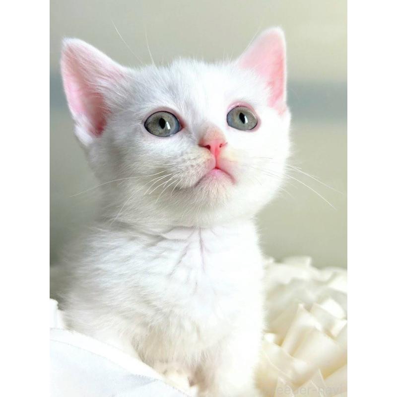 販売中の北海道のミックス-130605の3枚目