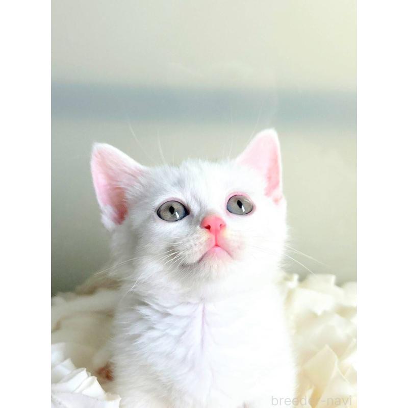 販売中の北海道のミックス-130605の2枚目