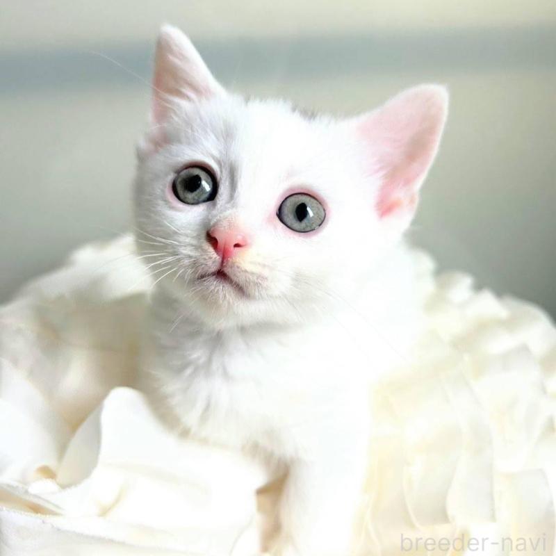 販売中の北海道のミックス-130605