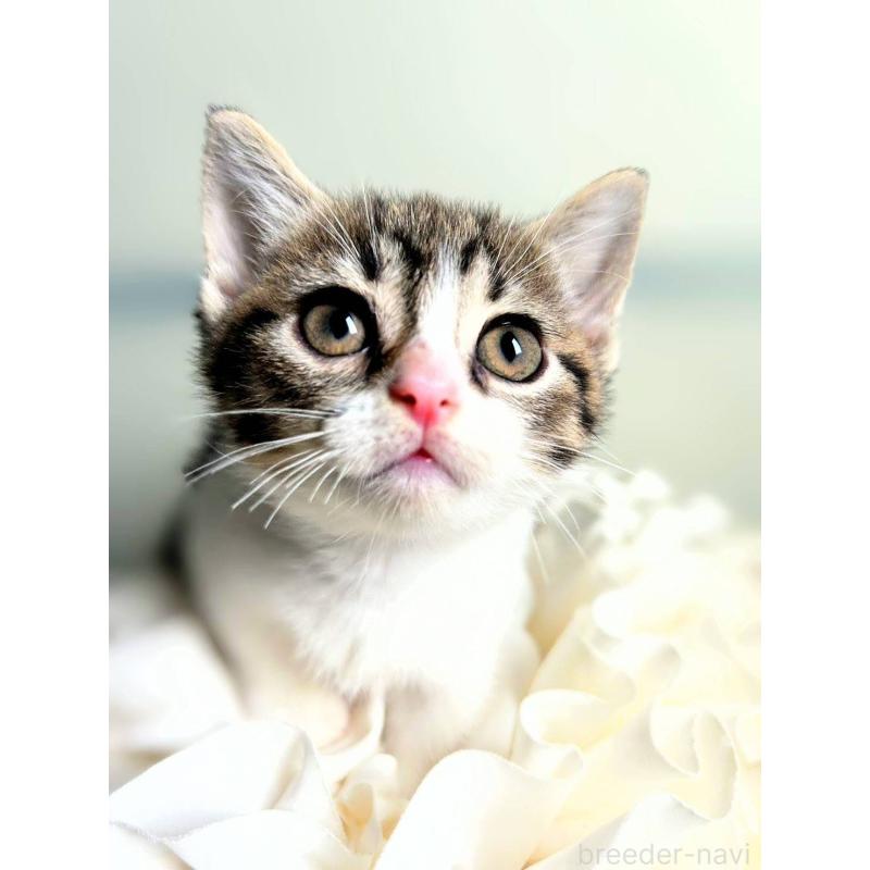 販売中の北海道のミックス-130606の6枚目