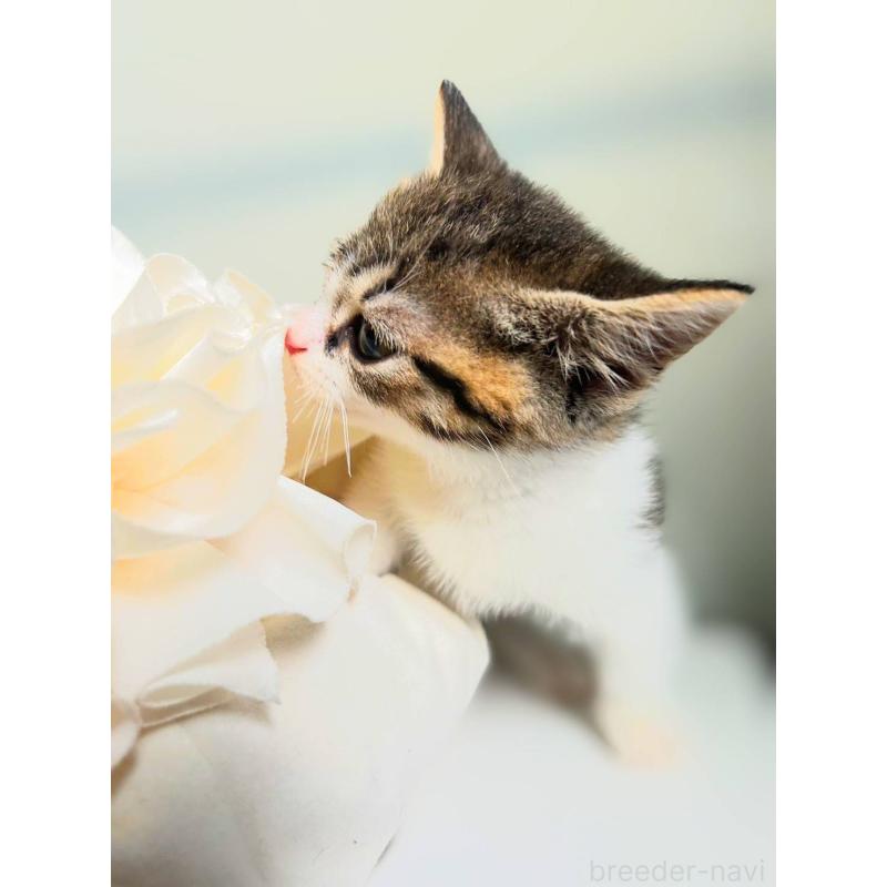 販売中の北海道のミックス-130606の4枚目