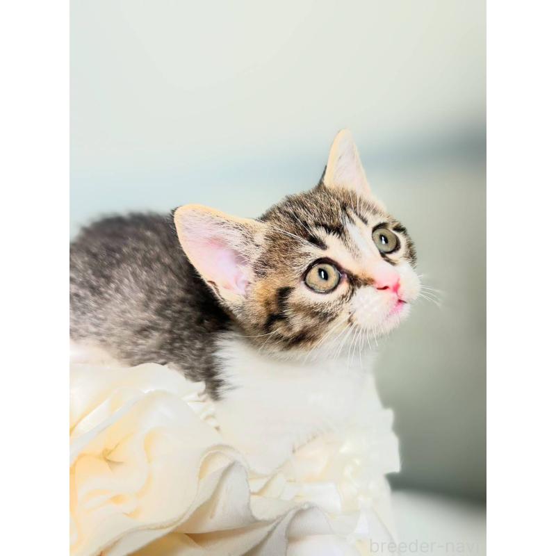 販売中の北海道のミックス-130606の3枚目