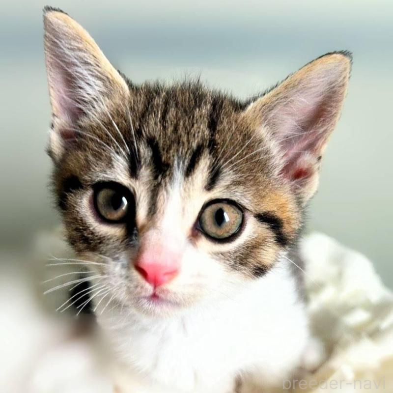 販売中の北海道のミックス-130606