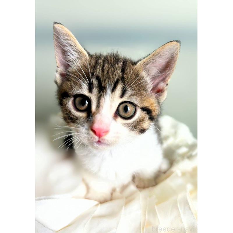 販売中の北海道のミックス-130606の2枚目