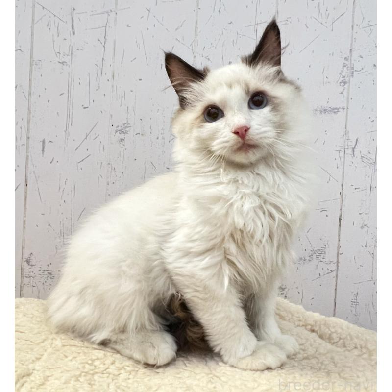 販売中の千葉県のラグドール-130607の1枚目