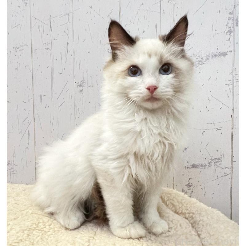 販売中の千葉県のラグドール-130607の5枚目