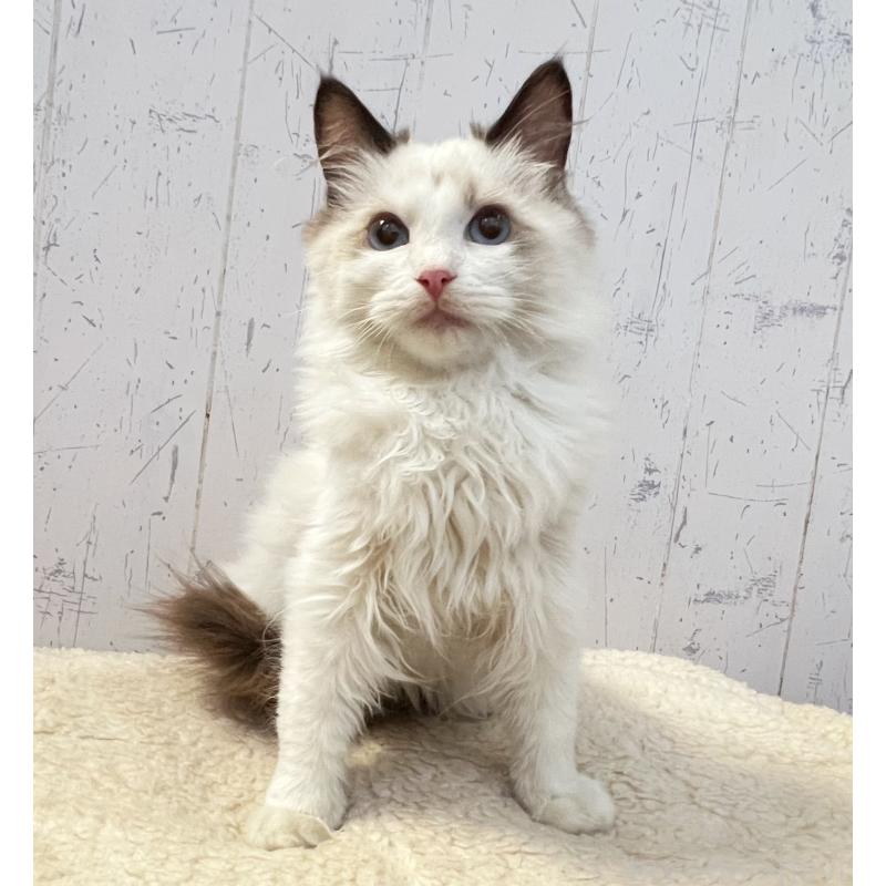 販売中の千葉県のラグドール-130607の4枚目