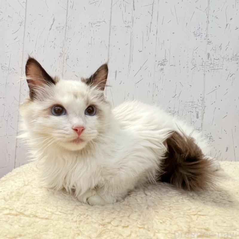 販売中の千葉県のラグドール-130607の3枚目