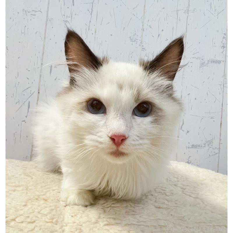 販売中の千葉県のラグドール-130607の2枚目