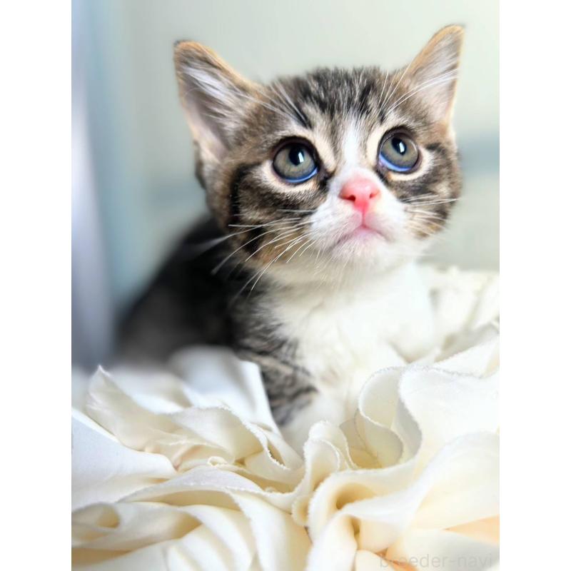 販売中の北海道のミックス-130608の6枚目