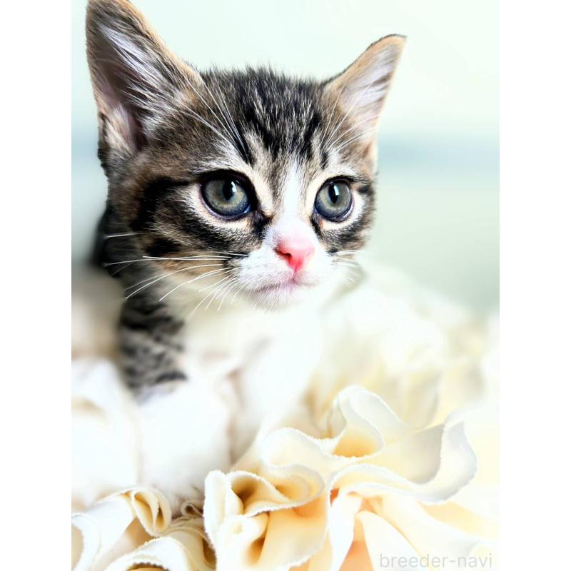 販売中の北海道のミックス-130608の5枚目