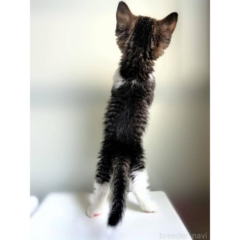 販売中の北海道のミックス-130608の4枚目