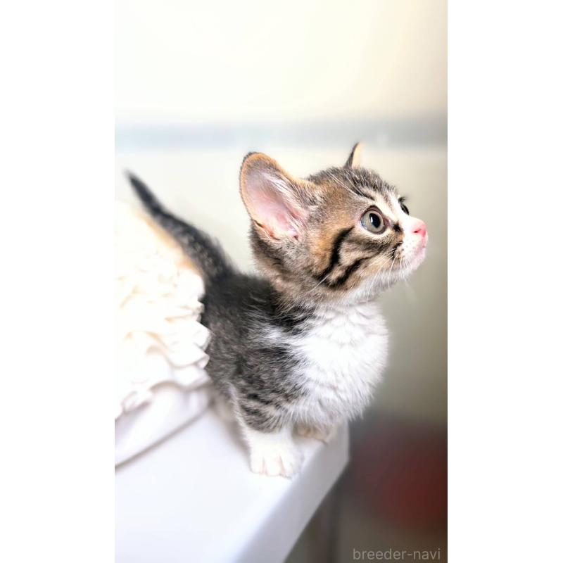 販売中の北海道のミックス-130608の3枚目