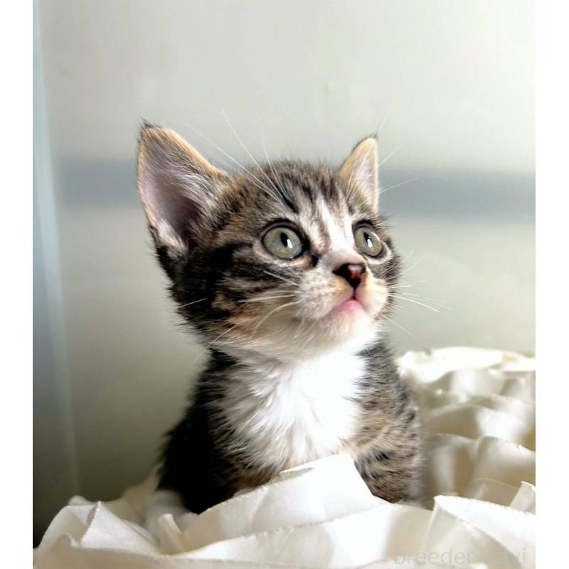 販売中の北海道のミックス-130609の5枚目