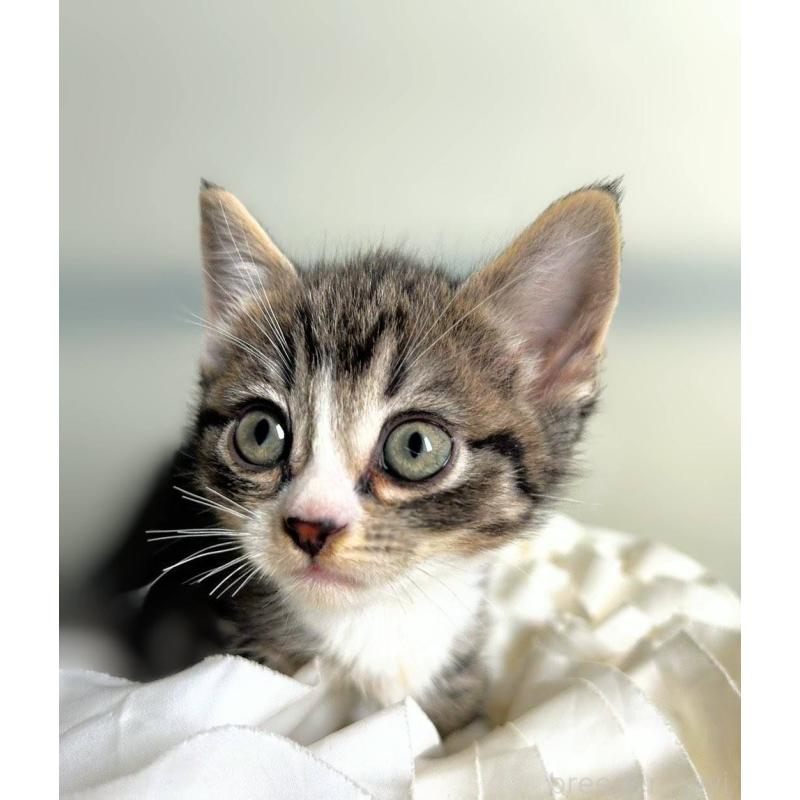 販売中の北海道のミックス-130609の4枚目