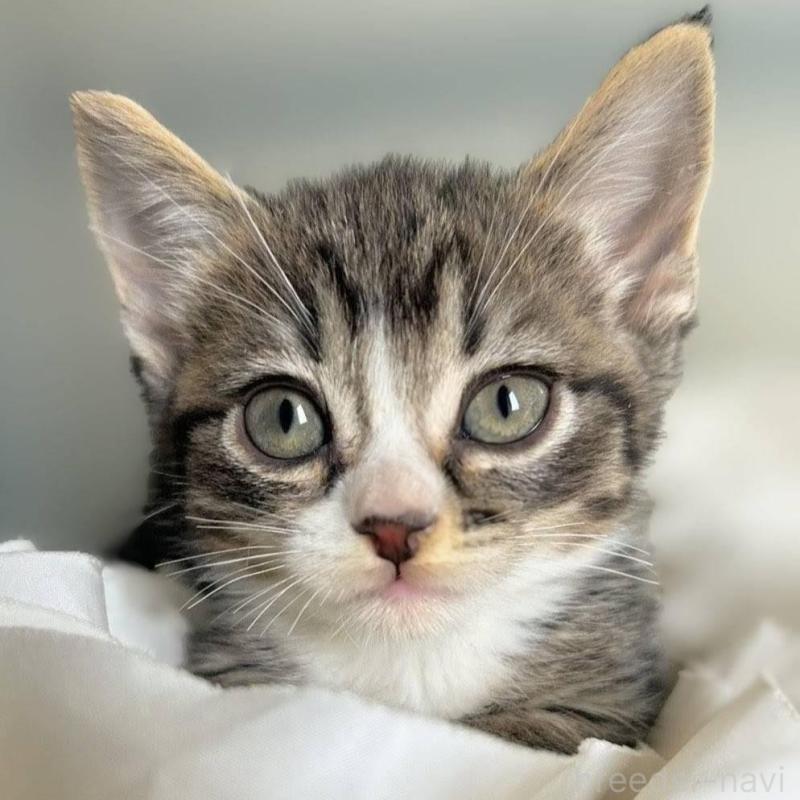 販売中の北海道のミックス-130609