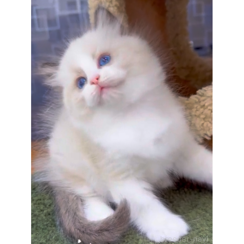 販売中の千葉県のラグドール-130610の3枚目