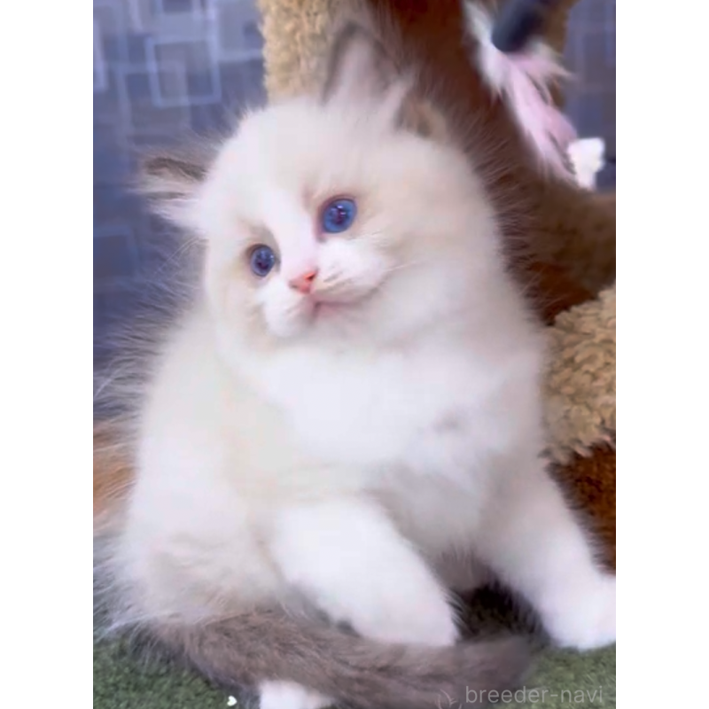 販売中の千葉県のラグドール-130610の2枚目