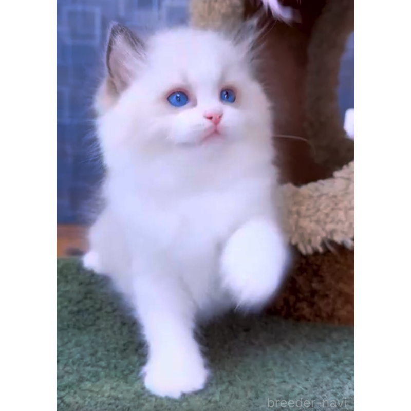 販売中の千葉県のラグドール-130611の3枚目