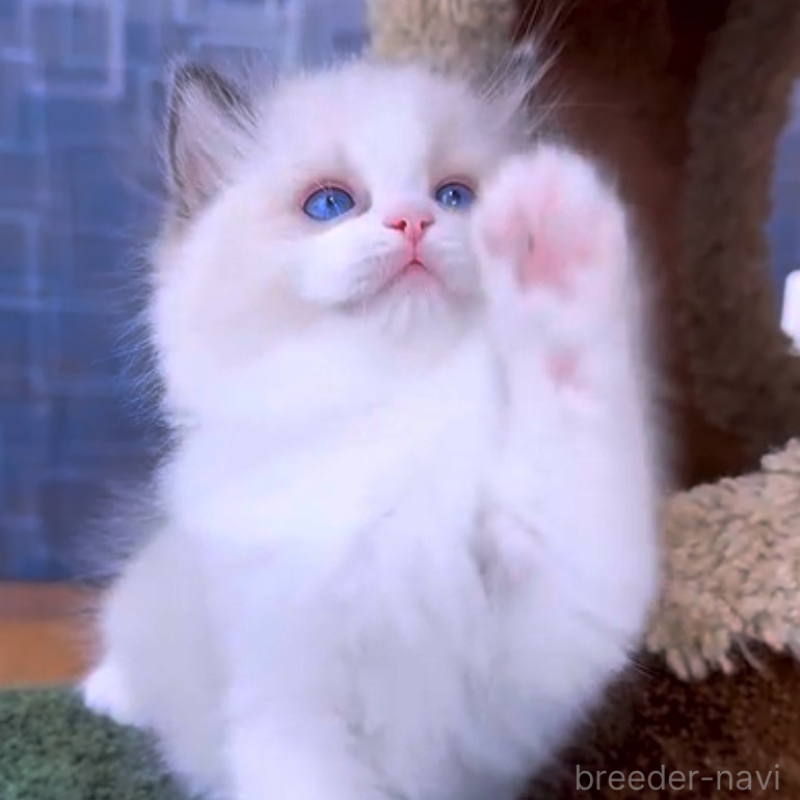 販売中の千葉県のラグドール-130611