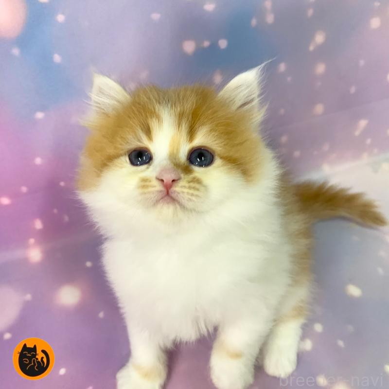 販売中の大阪府のスコティッシュフォールド-129977