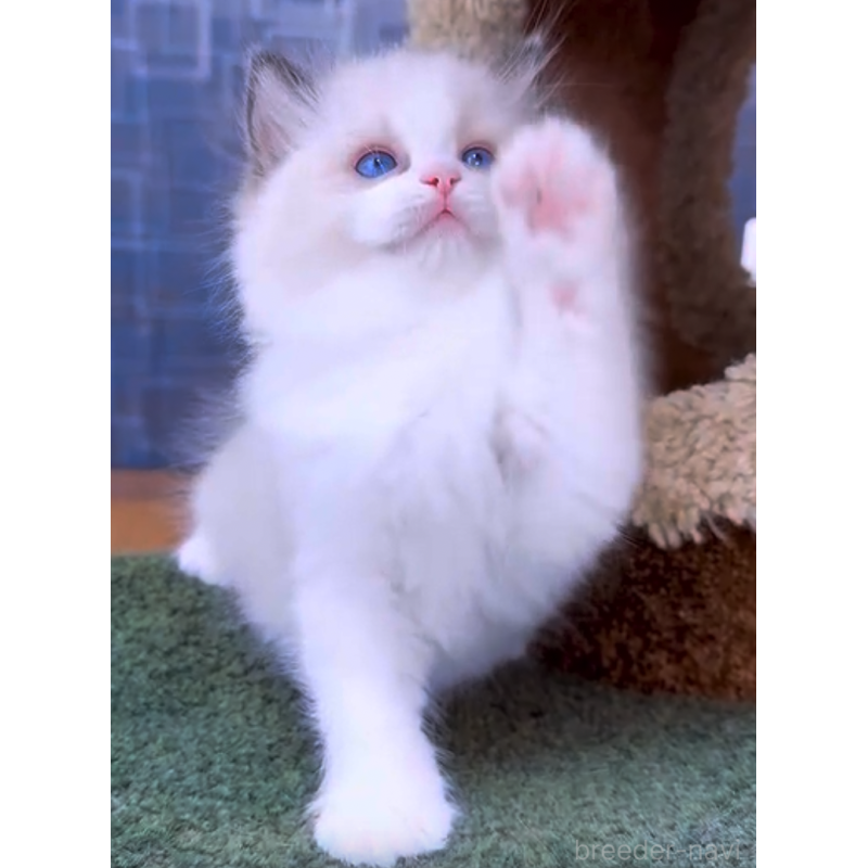 販売中の千葉県のラグドール-130611の2枚目