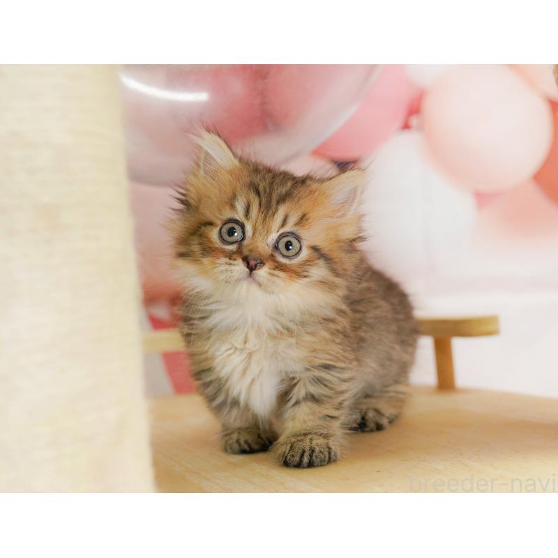 販売中の茨城県のミヌエット-130616の8枚目