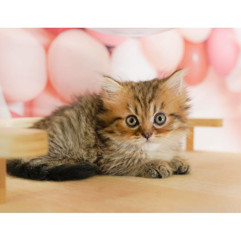 販売中の茨城県のミヌエット-130616の7枚目