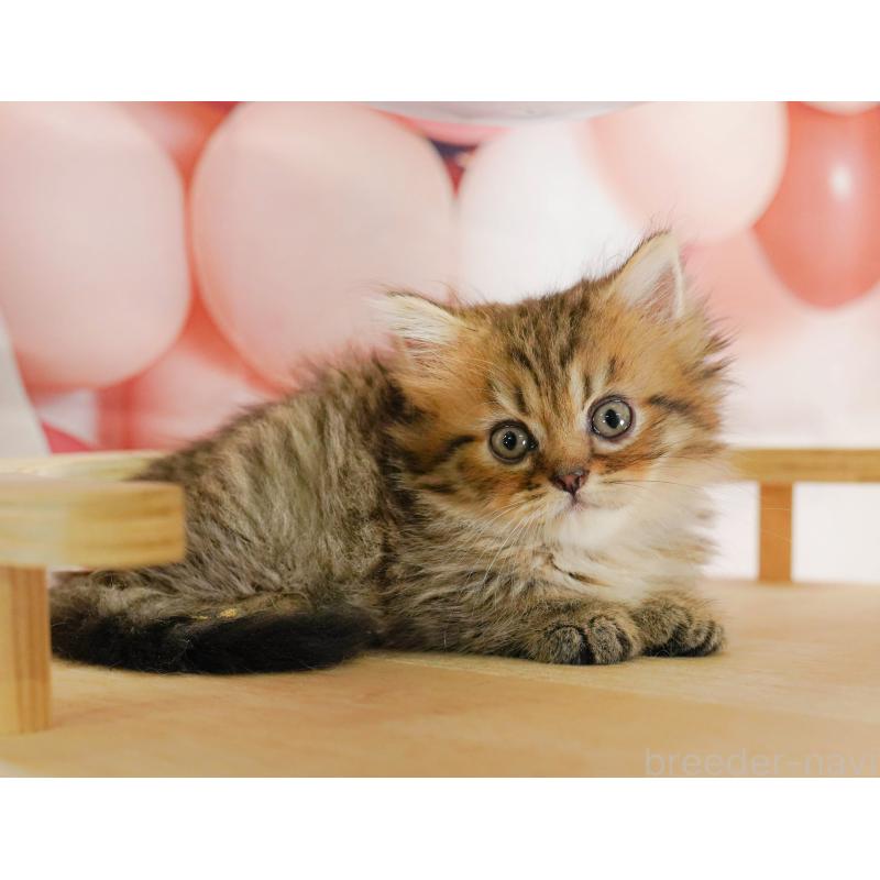 販売中の茨城県のミヌエット-130616の5枚目