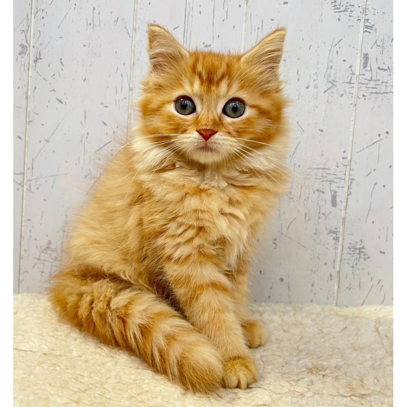 販売中の千葉県のラガマフィン-127404