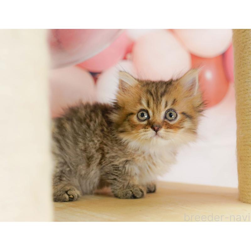 販売中の茨城県のミヌエット-130616の4枚目