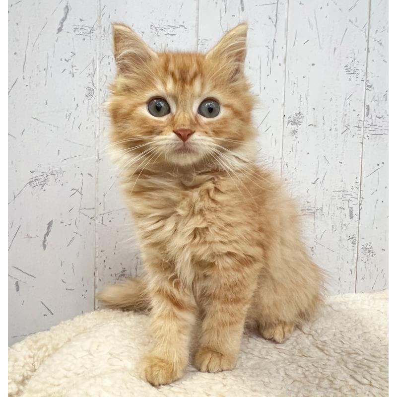 販売中の千葉県のラガマフィン-127404の6枚目