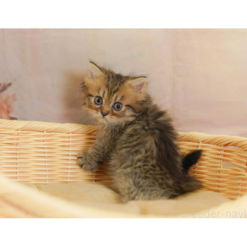 販売中の茨城県のミヌエット-130616の3枚目