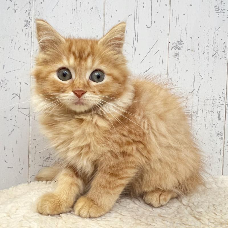 販売中の千葉県のラガマフィン-127404の5枚目