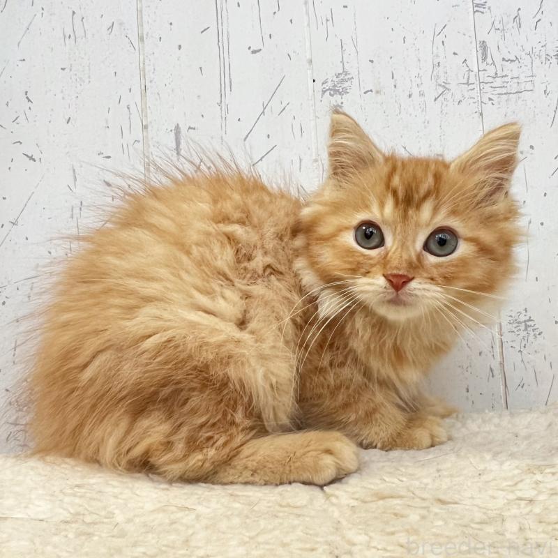 販売中の千葉県のラガマフィン-127404の4枚目