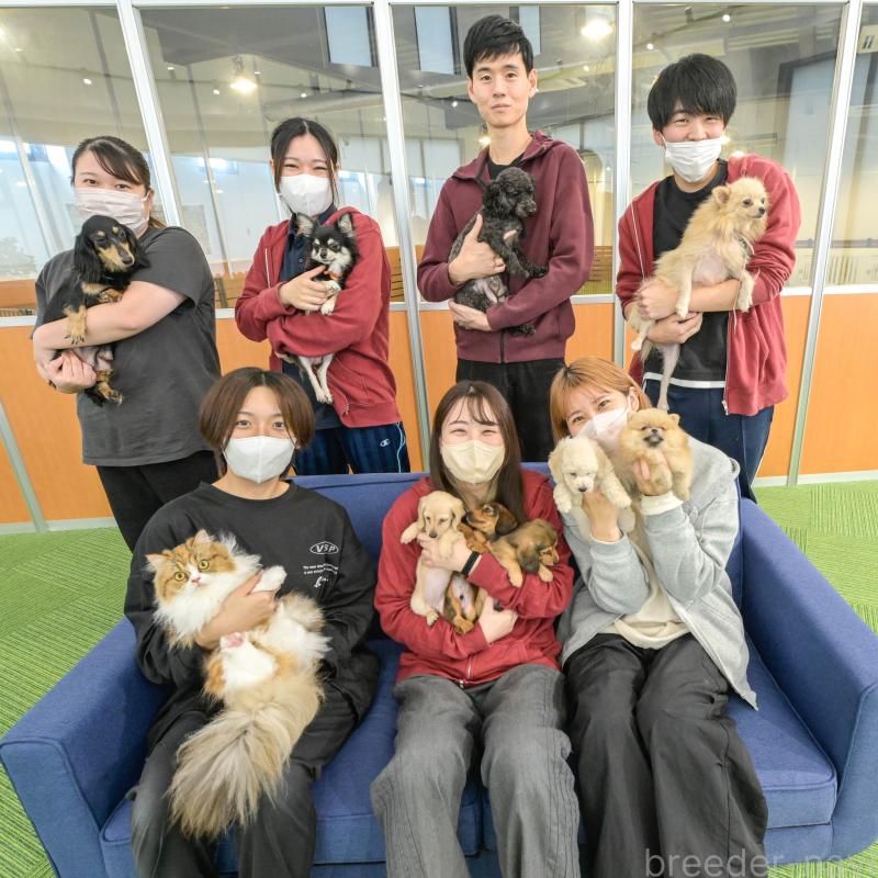 販売中の茨城県のミヌエット-130616の2枚目