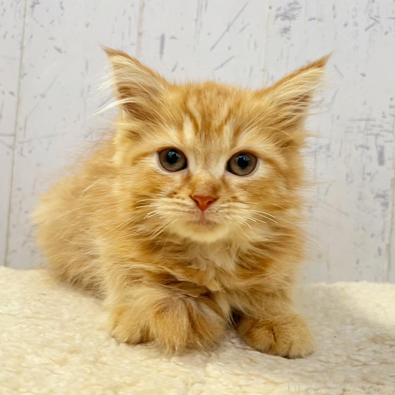 販売中の千葉県のラガマフィン-130612