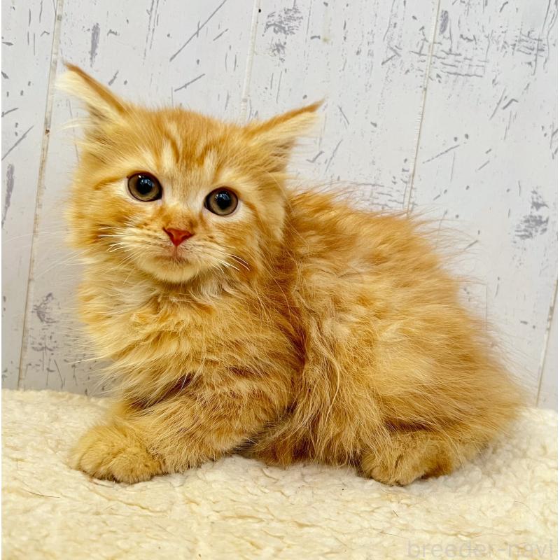 販売中の千葉県のラガマフィン-130612の5枚目