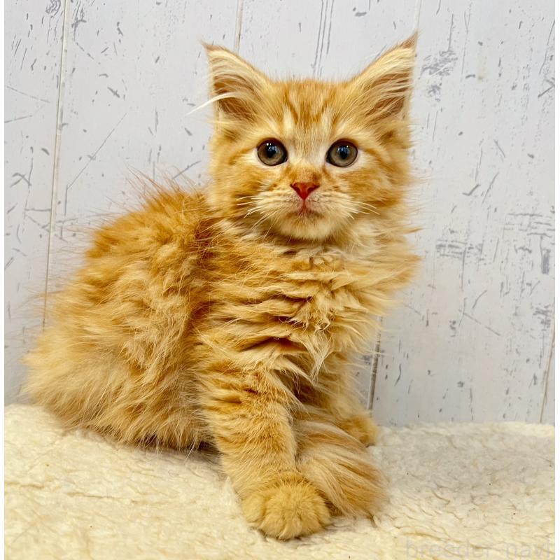 販売中の千葉県のラガマフィン-130612の4枚目