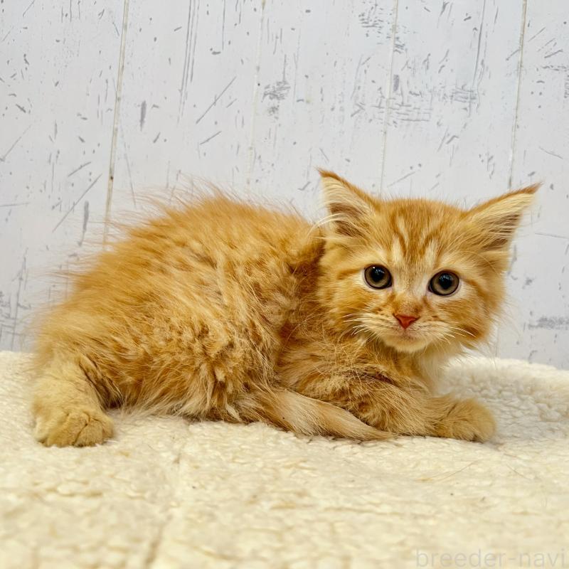 販売中の千葉県のラガマフィン-130612の2枚目