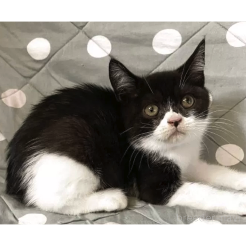 販売中の愛知県のブリティッシュショートヘア-130613の2枚目