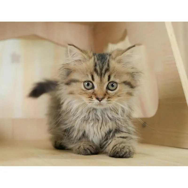 販売中の茨城県のミヌエット-130617の7枚目