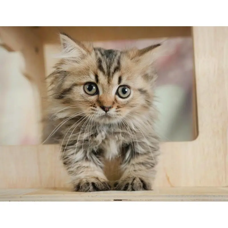 販売中の茨城県のミヌエット-130617の6枚目