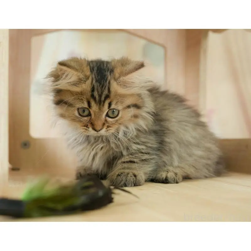 販売中の茨城県のミヌエット-130617の4枚目