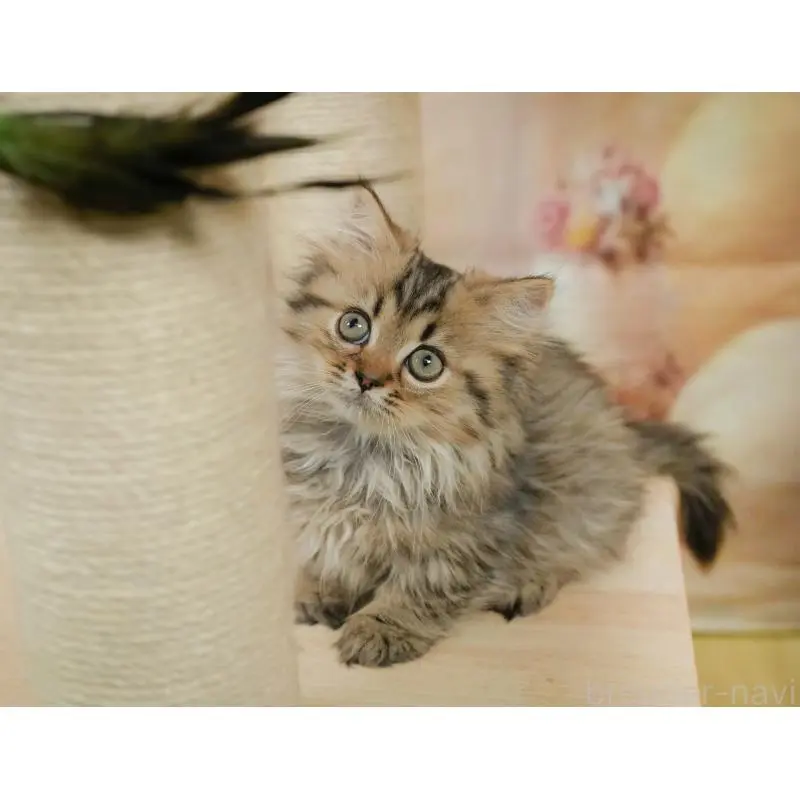 販売中の茨城県のミヌエット-130617の3枚目