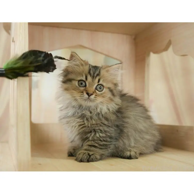 販売中の茨城県のミヌエット-130617の2枚目