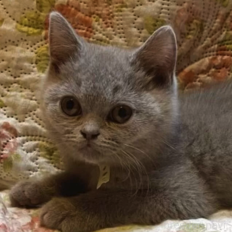 販売中の愛知県のブリティッシュショートヘア-130614