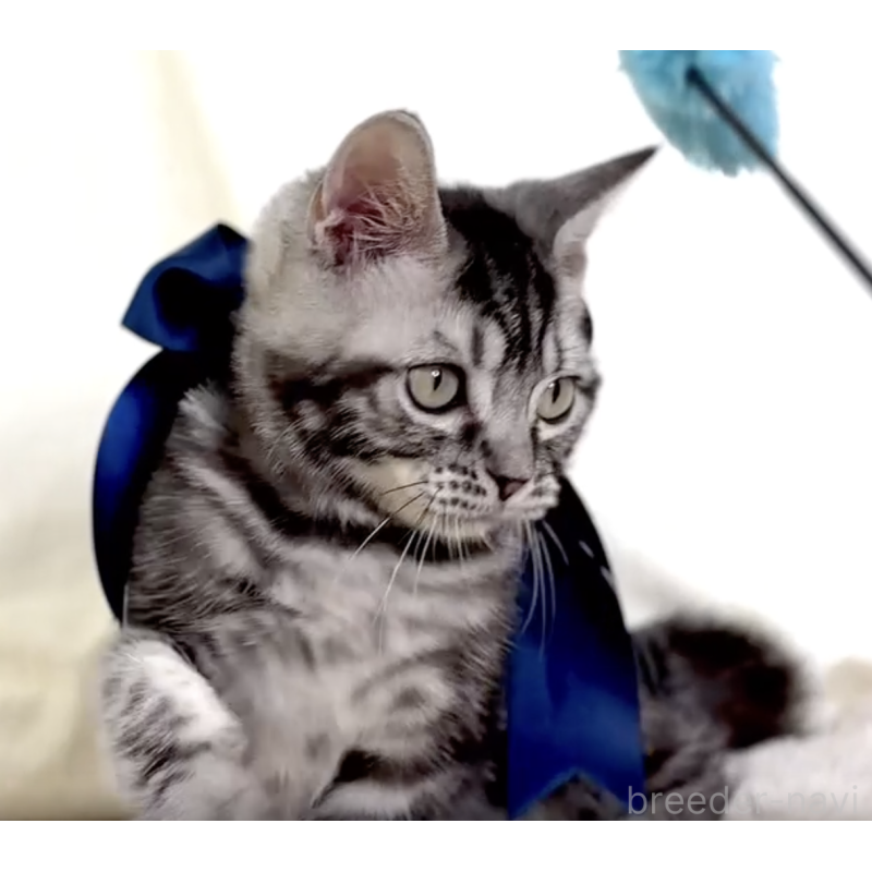 販売中の栃木県のマンチカン-130615の2枚目