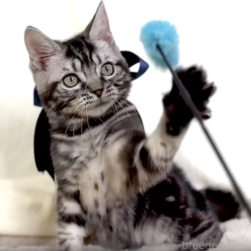 販売中の栃木県のマンチカン-130615の1枚目