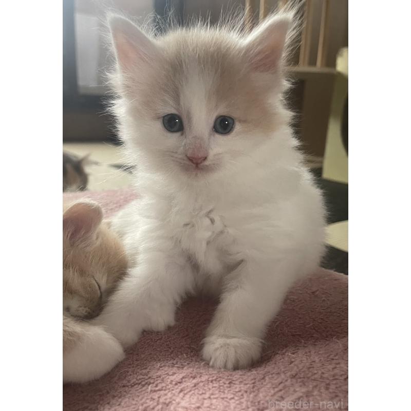 販売中の富山県のノルウェージャンフォレストキャット-130618の7枚目